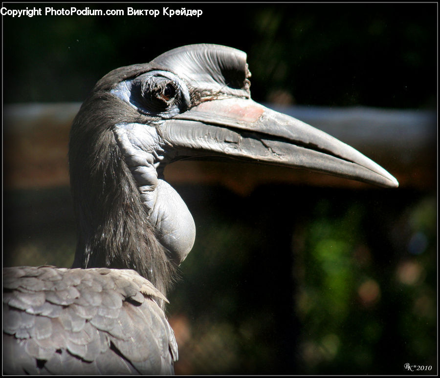 Bird, Booby, Beak, Art, Modern Art