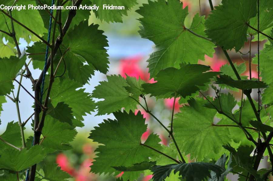 Plant, Vine, Veins, Blossom, Flora, Flower, Geranium