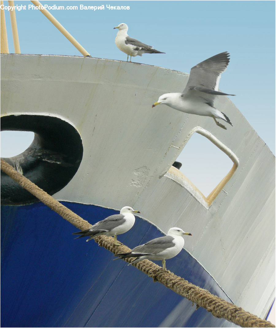 Bird, Seagull, Dove, Pigeon, Booby, Kite Bird, Aircraft
