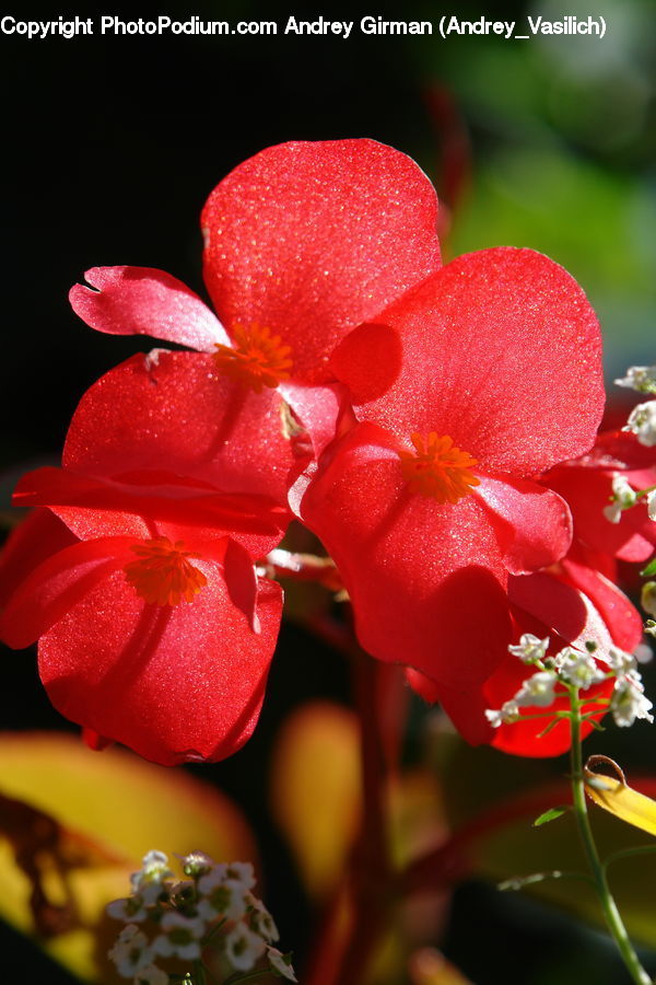 Plant, Potted Plant, Blossom, Flora, Flower, Tulip, Petal