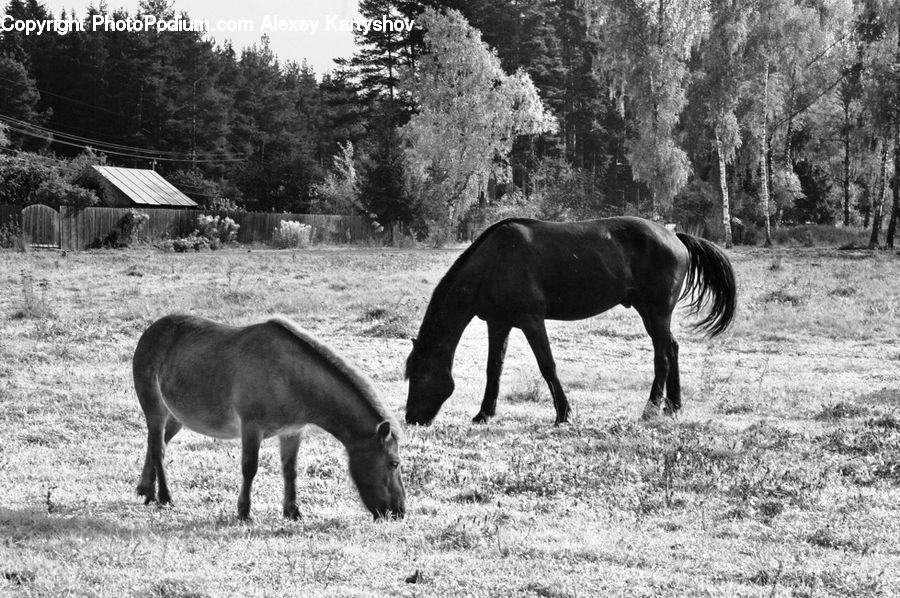 Animal, Horse, Mammal, Colt Horse, Foal, Countryside, Grassland