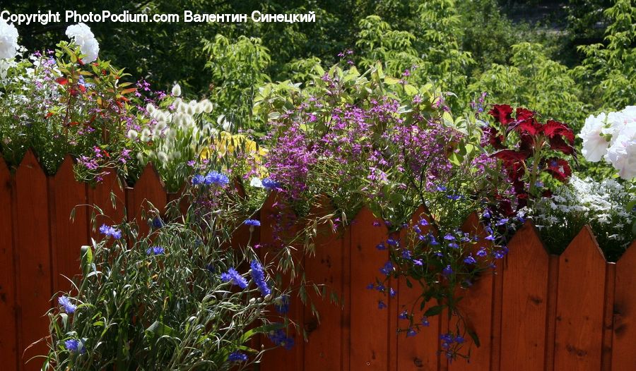 Blossom, Flora, Flower, Geranium, Plant, Garden, Potted Plant
