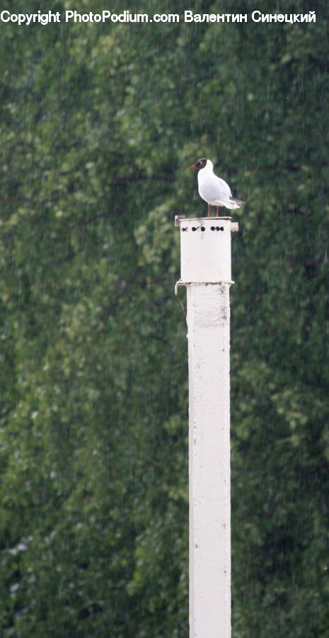 Bird, Seagull, Lamp Post, Pole, Beacon, Building, Lighthouse