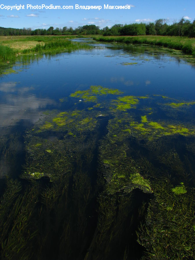 Algae, Forest, Jungle, Rainforest, Vegetation, Land, Marsh