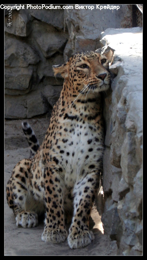 Animal, Leopard, Wildlife, Jaguar, Zoo, Snow Leopard, Cheetah