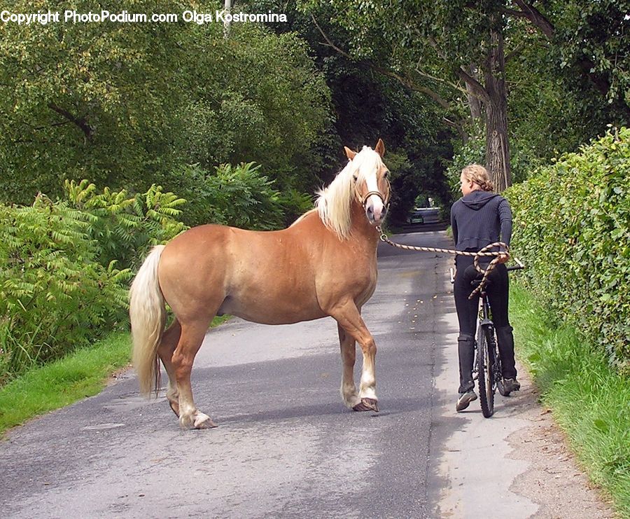 People, Person, Human, Bicycle, Bike, Vehicle, Animal