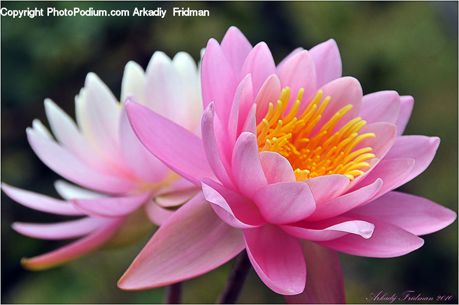 Blossom, Dahlia, Flora, Flower, Plant, Lily, Pond Lily