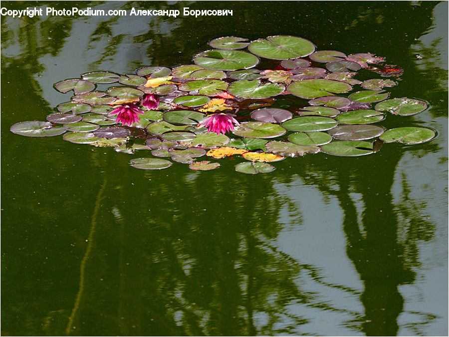 Flower, Lily, Plant, Pond Lily, Outdoors, Pond, Water