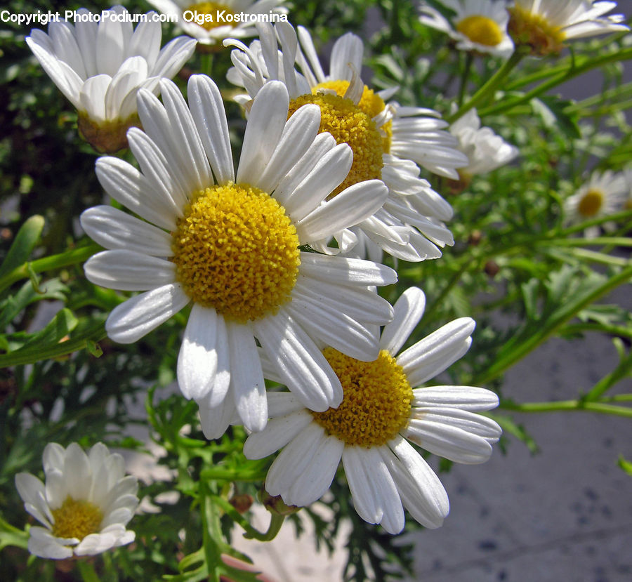 Daisies, Daisy, Flower, Plant, Blossom, Flora, Petal