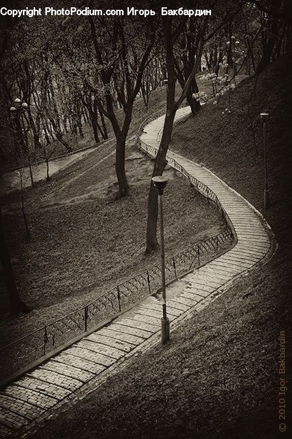 Boardwalk, Path, Pavement, Sidewalk, Walkway, Plant, Tree