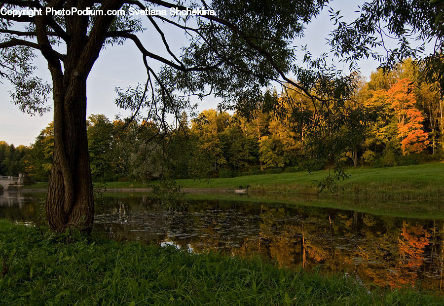 Field, Grass, Grassland, Land, Outdoors, Meadow, Pasture