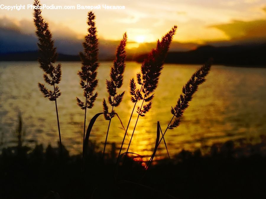 Dusk, Outdoors, Sky, Sunlight, Sunrise, Sunset, Grass