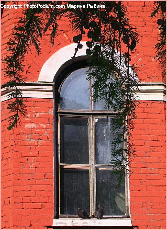 Window, Brick, Palm Tree, Plant, Tree, Conifer, Fir