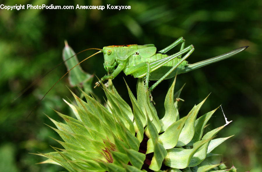 Cricket Insect, Grasshopper, Insect, Invertebrate, Plant, Field, Grass