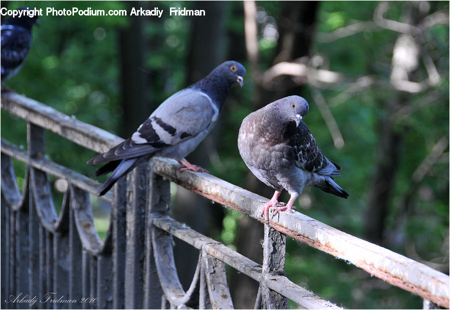 Bird, Dove, Pigeon