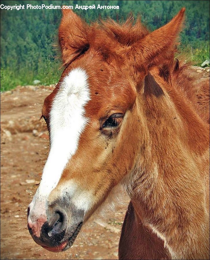 Animal, Colt Horse, Foal, Horse, Mammal