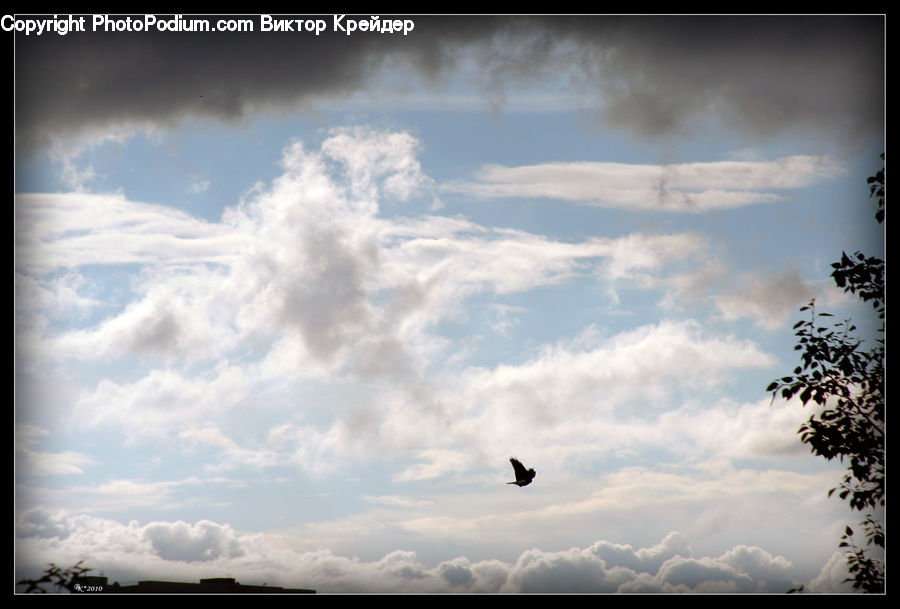 Azure Sky, Cloud, Outdoors, Sky, Light, Cumulus, Plant