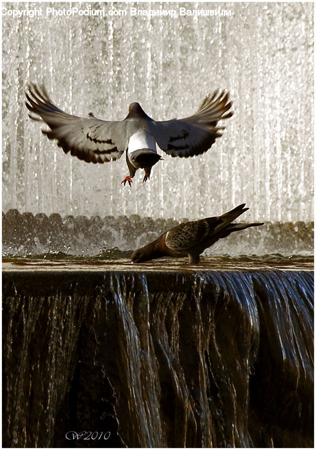 Bird, Pigeon, Dove, Goose, Waterfowl
