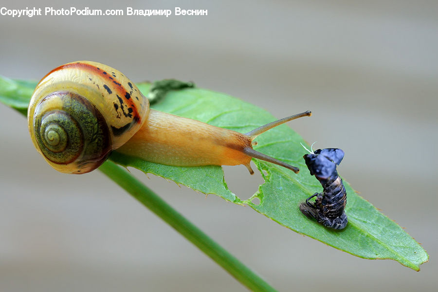 Invertebrate, Snail, Arachnid, Insect, Scorpion, Leaf, Plant