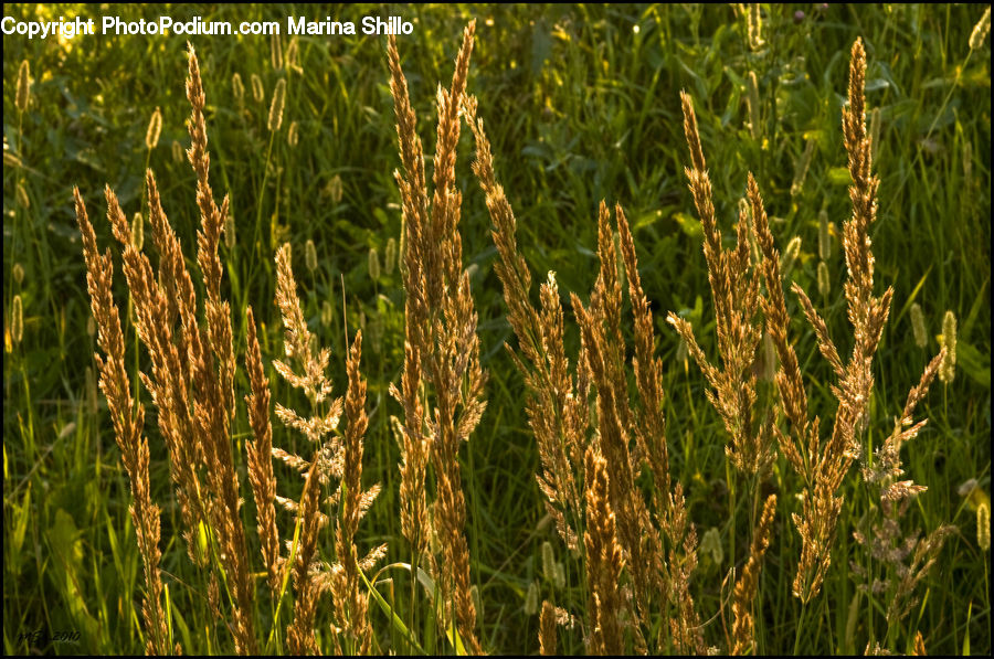 Field, Grass, Grassland, Plant, Grain, Wheat, Blossom