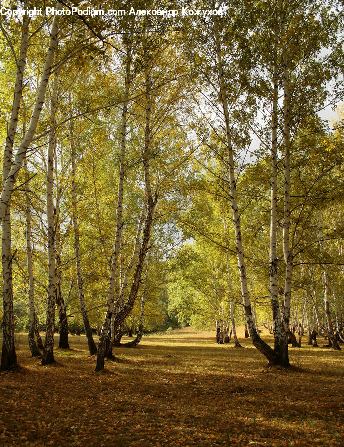 Birch, Tree, Wood, Forest, Grove, Land, Vegetation