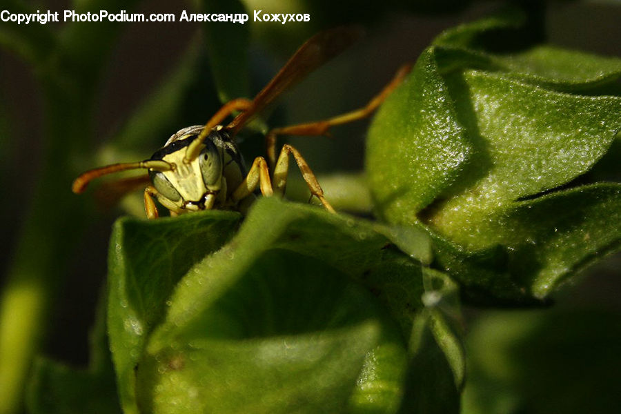 Bee, Insect, Invertebrate, Cricket Insect, Grasshopper