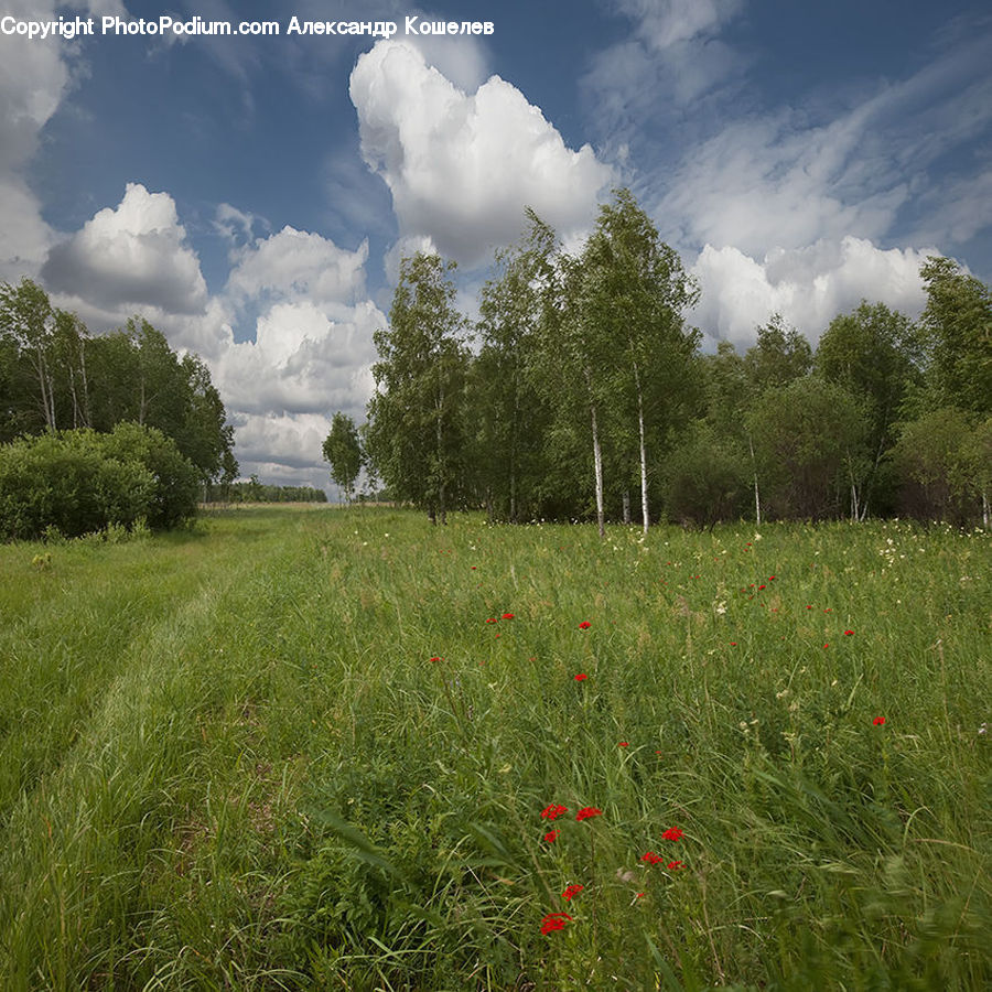 Field, Grass, Grassland, Land, Outdoors, Meadow, Pasture