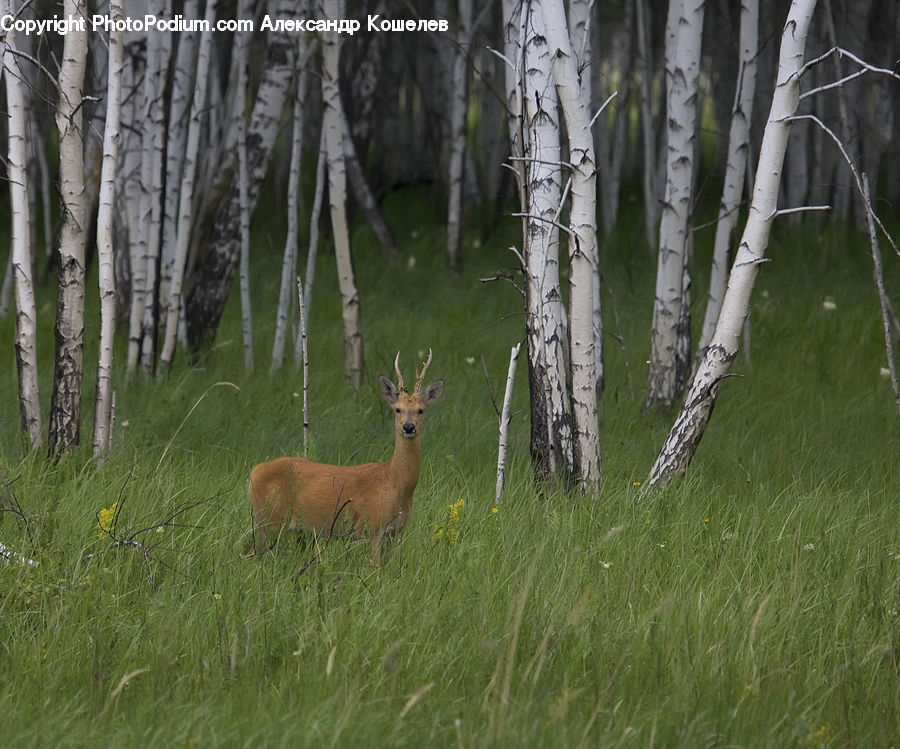 Birch, Tree, Wood, Animal, Deer, Mammal, Wildlife