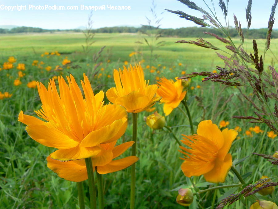 Blossom, Flora, Flower, Plant, Poppy, Cosmos, Daffodil