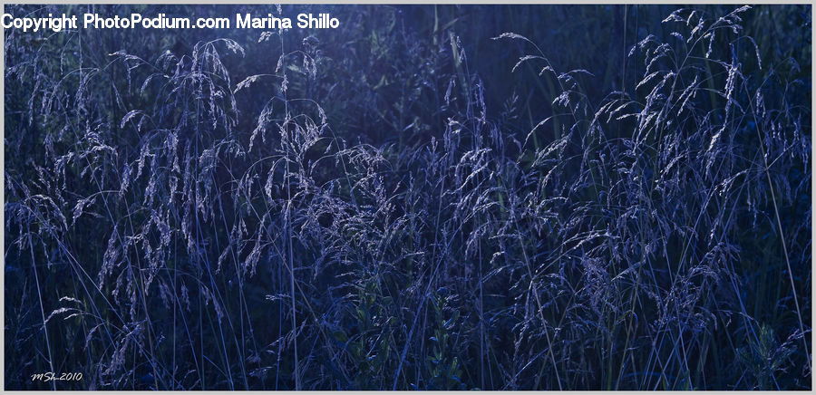 Field, Grass, Grassland, Plant, Blackboard, Reed, Blossom