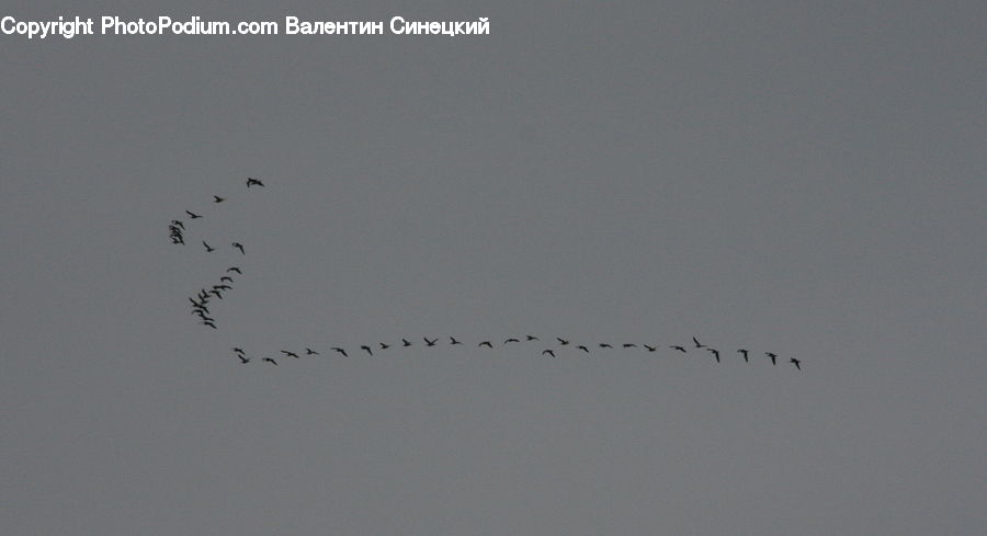 Bird, Crane Bird, Heron, Field, Grass, Grassland, Plant