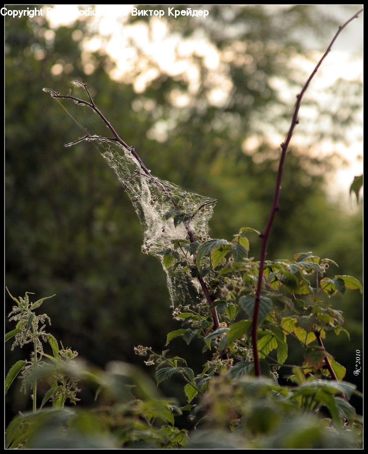 Apiaceae, Blossom, Plant, Flare, Light, Sunlight, Bush