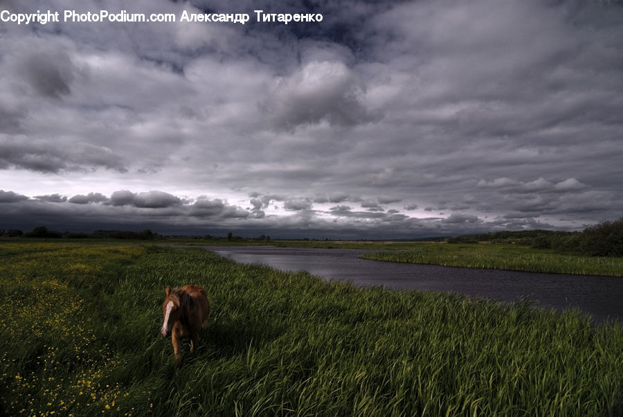 Field, Grass, Grassland, Land, Outdoors, Cloud, Cumulus