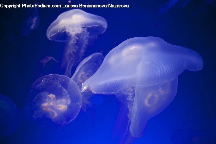Invertebrate, Jellyfish, Sea Life, Lighting, Water