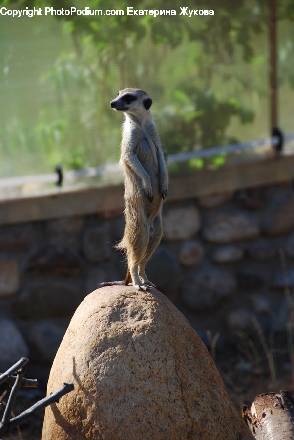 Bird, Jay, Blue Jay, Bluebird, Gourd, Produce, Vegetable