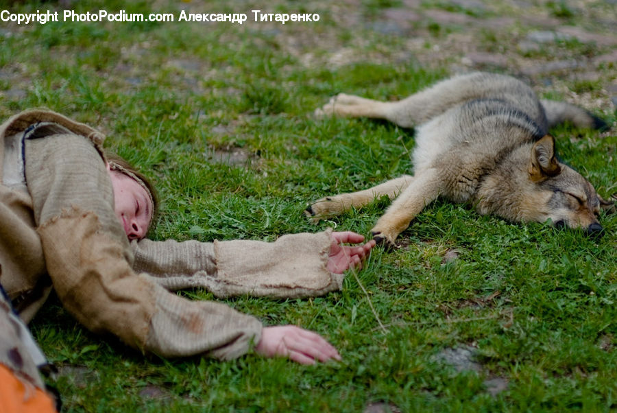 Animal, Canine, Dog, Labrador Retriever, Mammal, Pet, German Shepherd