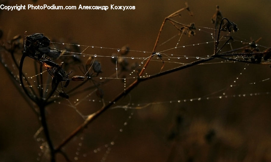 Arachnid, Garden Spider, Insect, Invertebrate, Spider, Black Widow, Argiope
