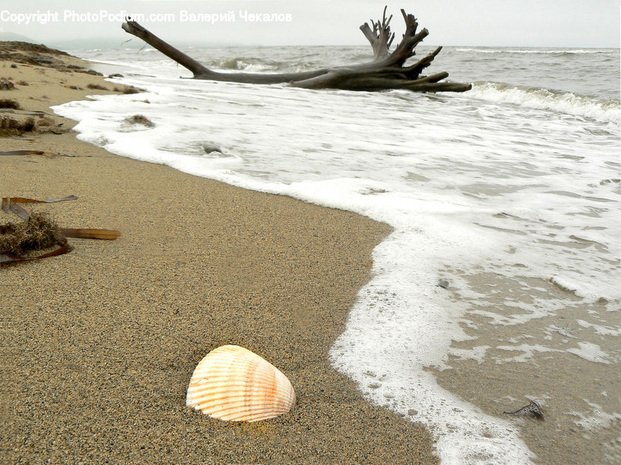 Clam, Sea Life, Seashell, Beach, Coast, Outdoors, Sea