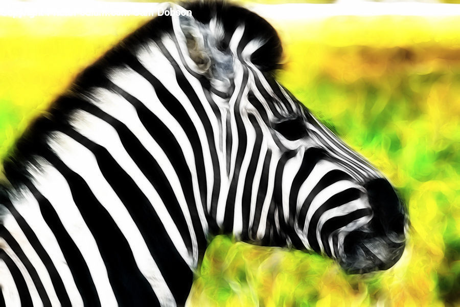 Animal, Mammal, Zebra