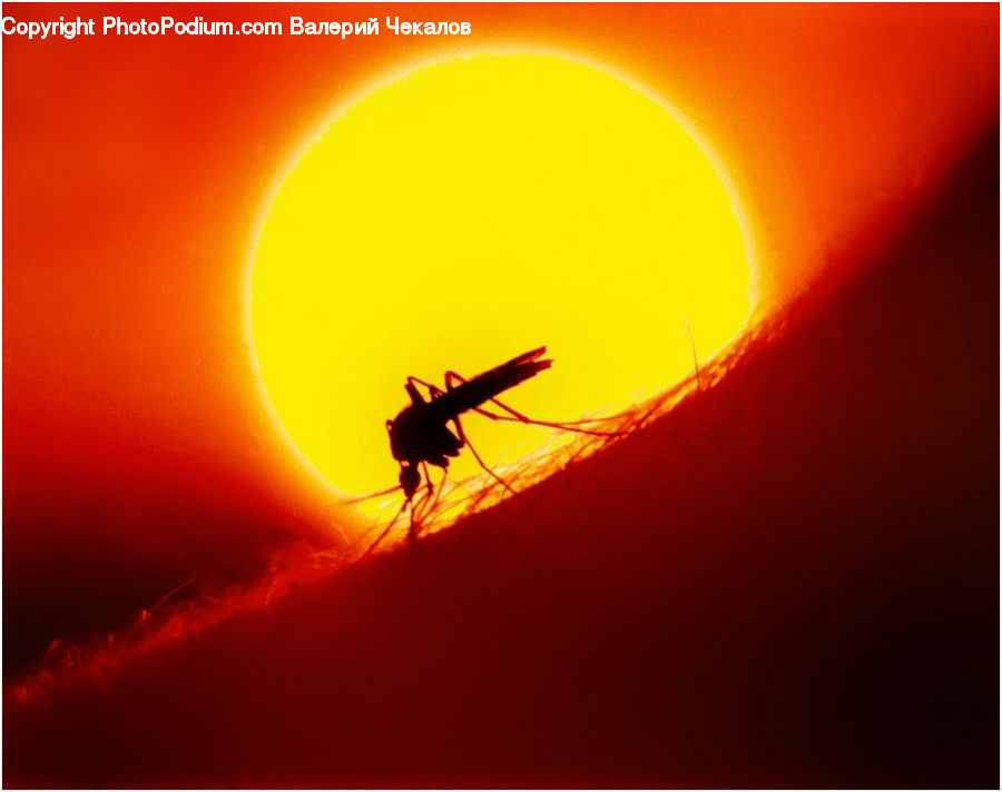 Insect, Invertebrate, Mosquito, Silhouette, Flying, Ant