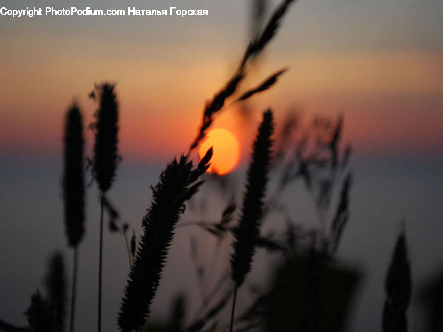 Grass, Plant, Reed, Weed, Field, Grassland, Conifer