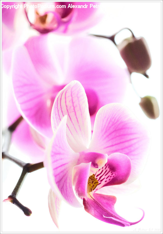 Blossom, Flora, Flower, Orchid, Plant, Petal, Geranium