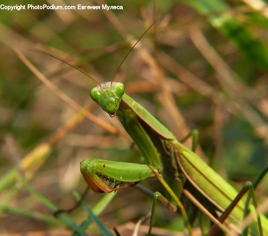 Insect, Invertebrate, Mantis, Cricket Insect, Grasshopper