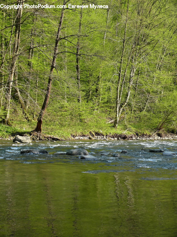 Creek, Outdoors, River, Water, Forest, Vegetation, Birch