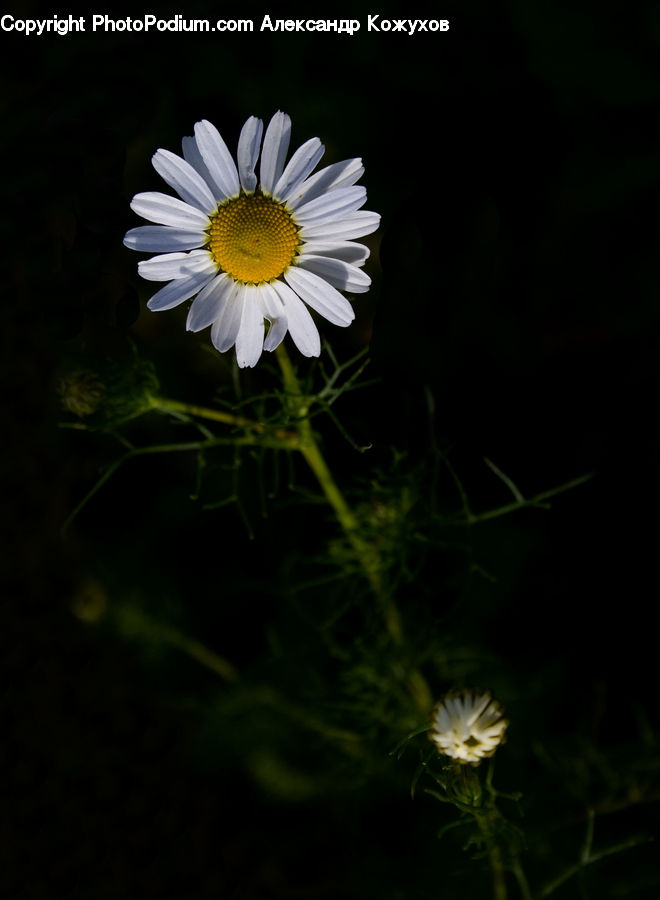 Daisies, Daisy, Flower, Plant, Asteraceae, Blossom, Flora