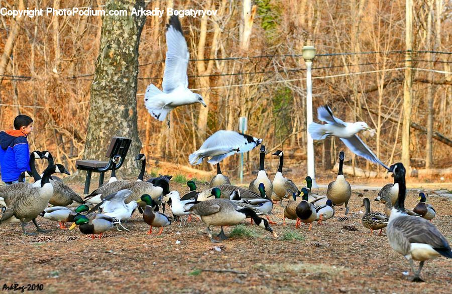 People, Person, Human, Bird, Goose, Waterfowl, Duck