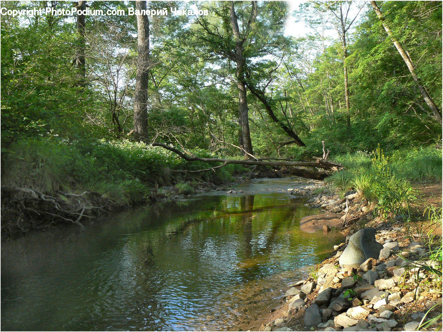 Creek, Outdoors, River, Water, Rock, Pond, Forest