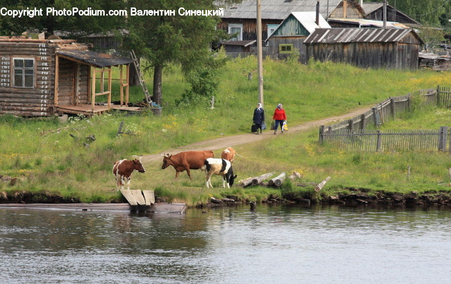 Cabin, Hut, Rural, Shack, Shelter, Animal, Cattle