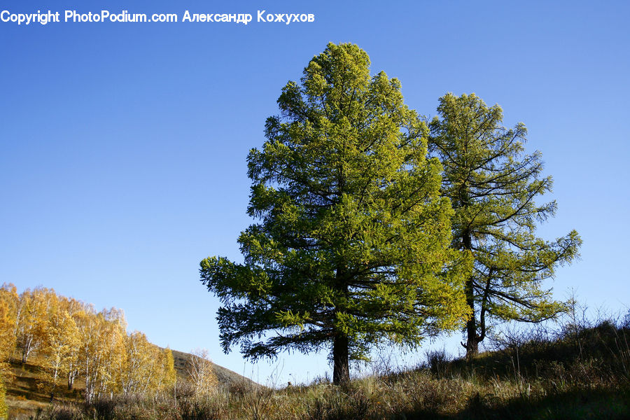 Conifer, Fir, Plant, Tree, Larch, Wood, Spruce