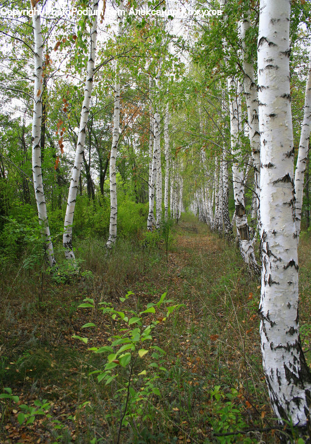 Birch, Tree, Wood, Plant, Forest, Jungle, Blossom